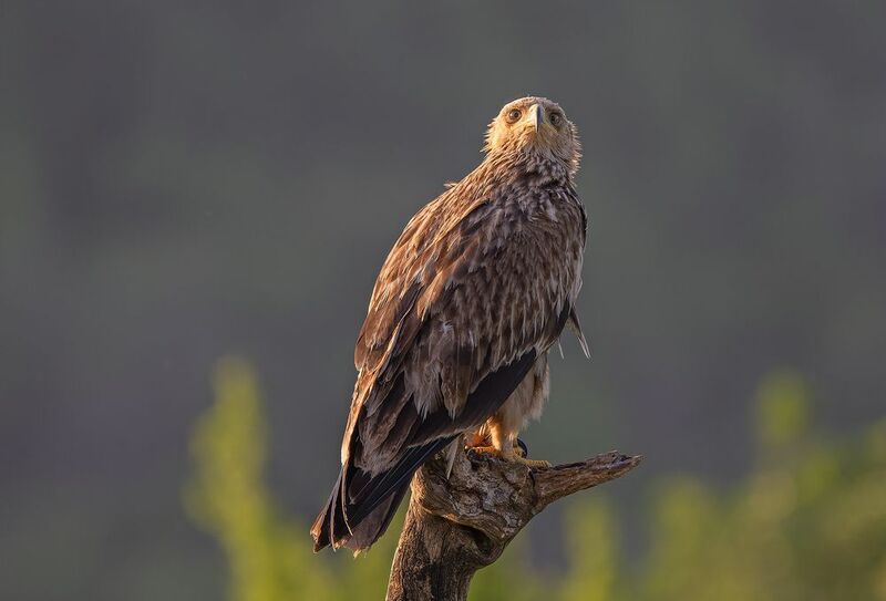 Aquila heliaca фото превью