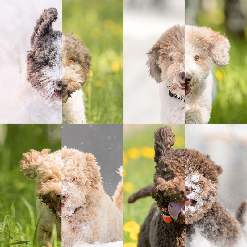 Faces of Winter and Summer фото превью