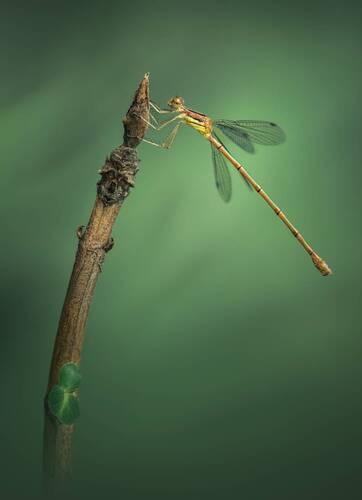Tethered to the tip