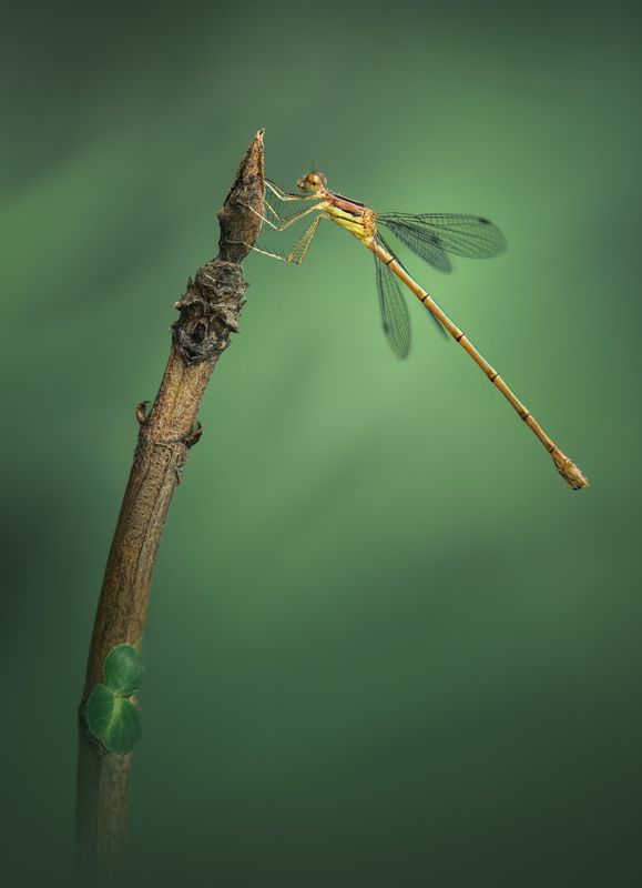 insect, macro, damselfly, green, summer, wild Tethered to the tip фото превью