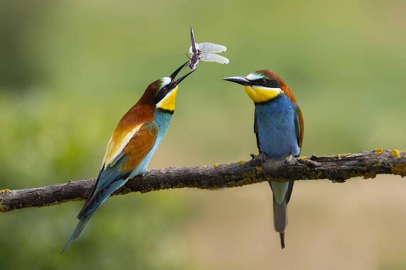 Ухажёр! фото превью