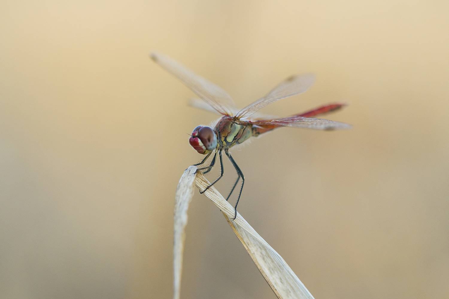 odonata, insect, animal, predator, nature, close up, summertime, Andr&eacute;s Emilio