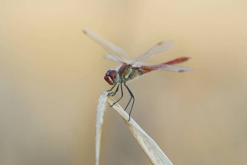 odonata, insect, animal, predator, nature, close up, summertime Dragonfly фото превью