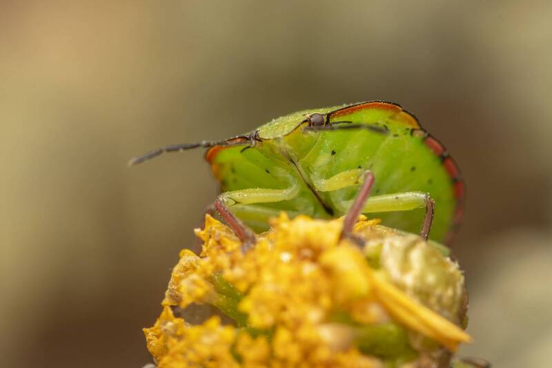 insects, macro, nature  фото превью