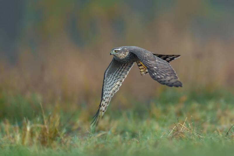 eurasian sparrowhawk, sparrowhawk, accipiter nisus, bird of prey, raptor, hawk, wild bird, wildlife, wildlife photography, bird photography, flying bird, bird in flight, hunting bird, predator, aerial hunter, flight, action shot, wings spread, feathers, p Silent Hunter фото превью