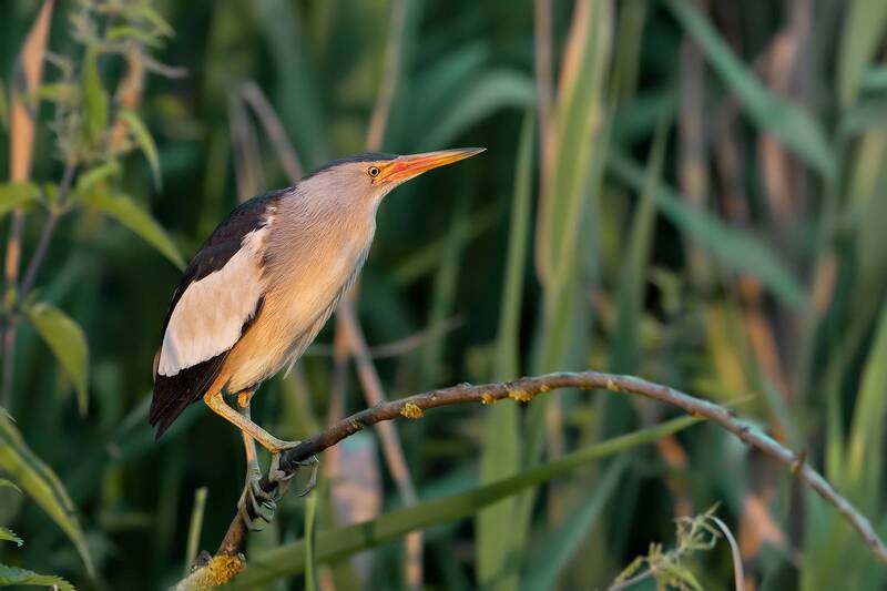 little bittern, ixobrychus minutus, bittern, heron, wild bird, wildlife, bird photography, wildlife photography, wetland bird, marsh bird, reed bed, reeds, nature, natural habitat, european wildlife, avian, bird portrait, perched bird, camouflage, elusive Reedland Sentinel фото превью