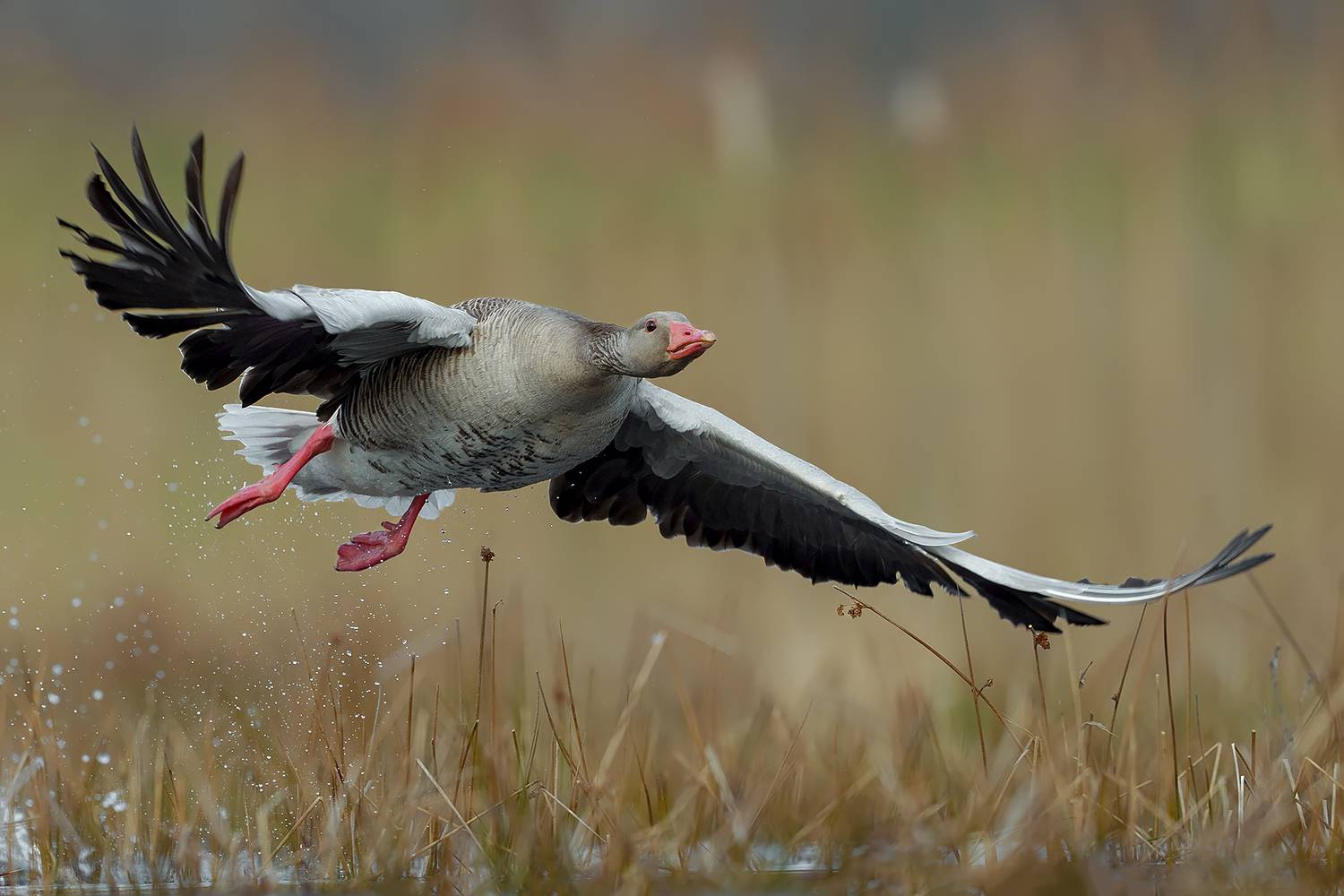 greylag goose, anser anser, goose, wild goose, waterfowl, bird, wild bird, wildlife, wildlife photography, bird photography, bird in flight, takeoff, flying bird, action shot, wings spread, water splash, wetland, marsh, nature, natural habitat, avian, eur, Kwasek Damian