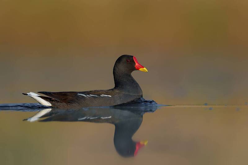 common moorhen, moorhen, gallinula chloropus, waterbird, wild bird, bird, wildlife, wildlife photography, bird photography, wetland bird, marsh bird, swimming bird, reflection, mirrored reflection, calm water, golden light, evening light, golden hour, nat Golden Silence фото превью