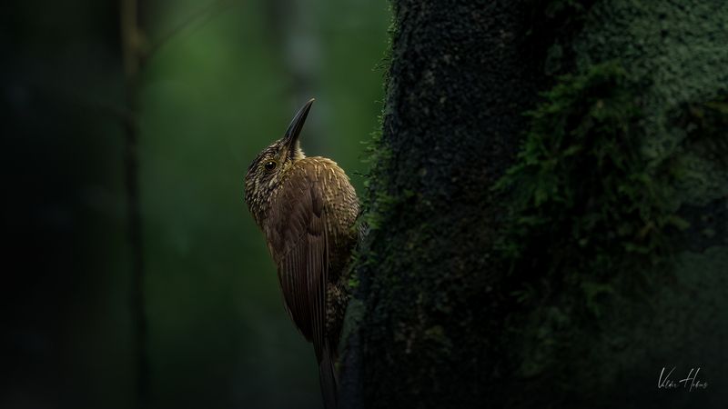 Dark woodland фото превью
