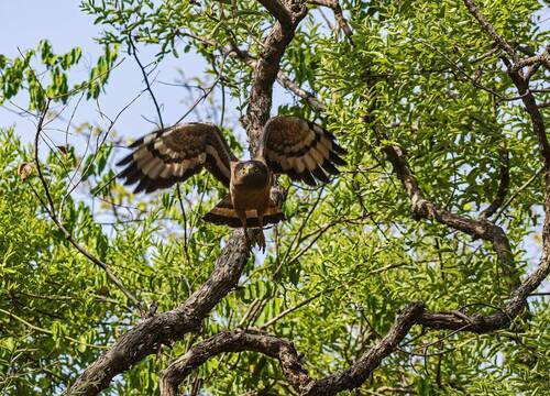 Majesty in flight