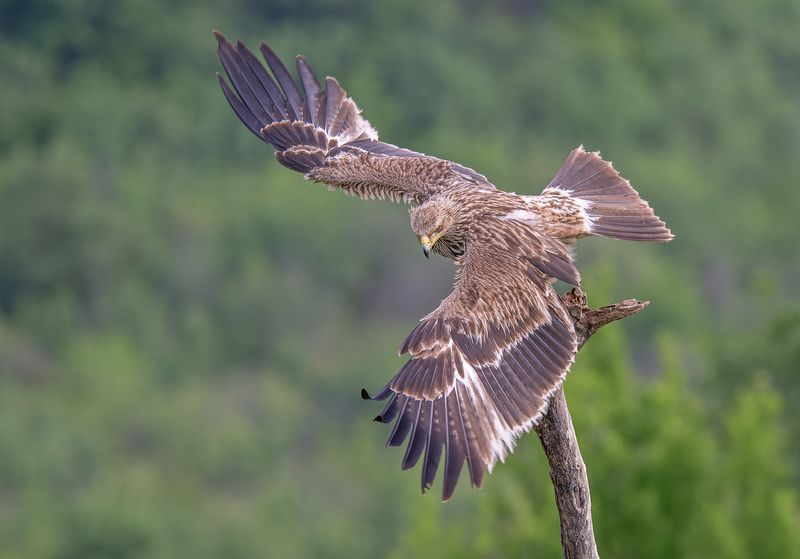 Aquila heliaca фото превью