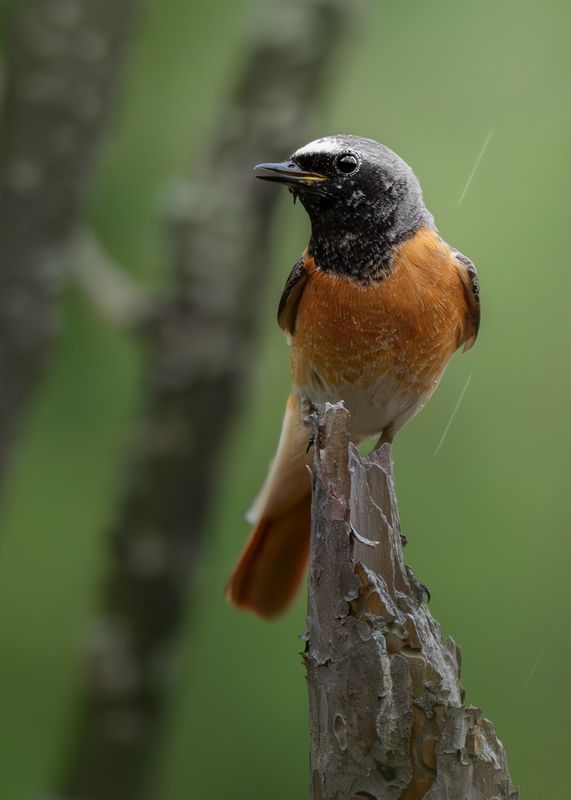 Обыкновенная горихвостка (Phoenicurus phoenicurus) фото превью