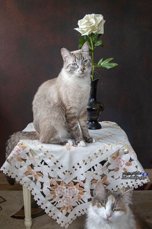 кошки, портреты, домашние животные, питомцы Котопортреты с белой розой фото превью
