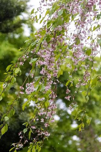 Cherry blossom