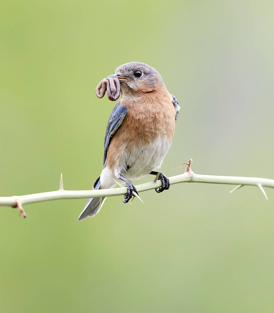 eastern bluebird, bluebird, восточная сиалия, birds, птицы, wild, Etkind Elizabeth