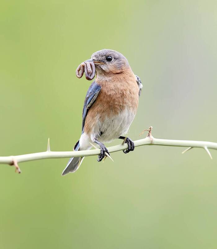 eastern bluebird, bluebird, восточная сиалия, birds, птицы, wild Female Eastern Bluebird -  Восточная сиалия, самка фото превью
