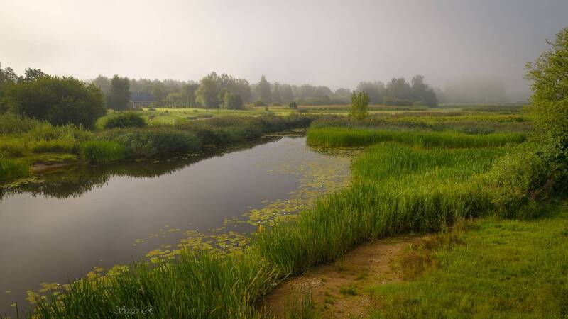 лето, июль, река, туман, лес, деревья, трава Июльское утро... фото превью