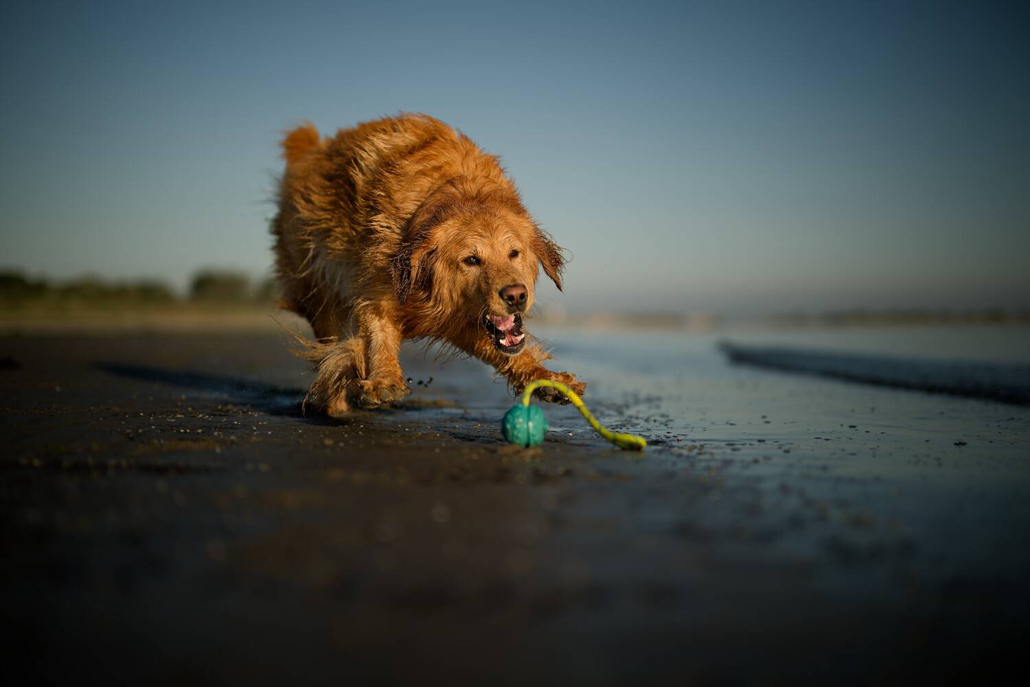 dog, собака, море, пляж, Maja Esch