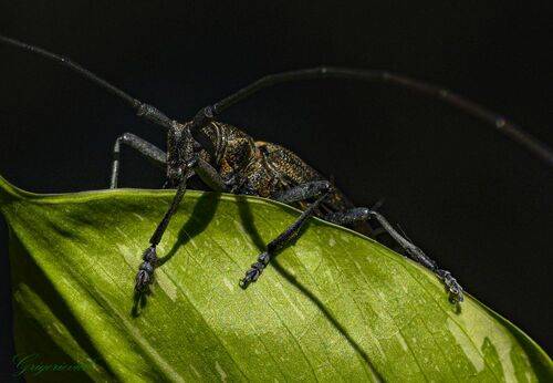 Жук-усач (семейство Cerambycidae)