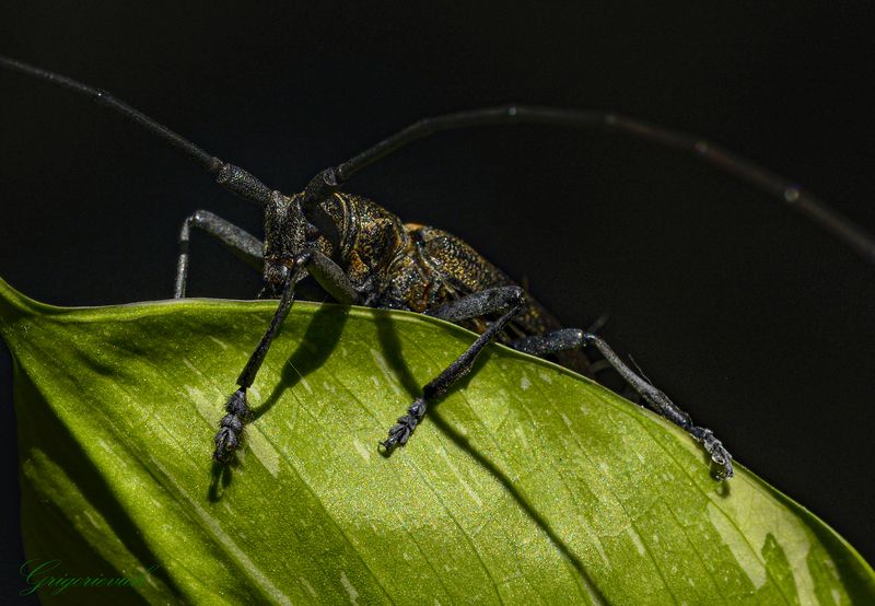 жук, жук-усач, портрет жука Жук-усач (семейство Cerambycidae) фото превью
