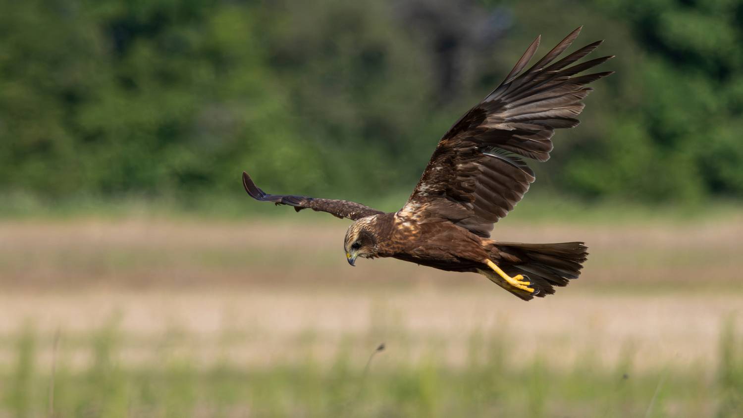 болотный лунь, лунь, circus aeruginosus, circus, western marsh harrier, harrier, wildlife, nature, bird, birdwatching, field, поле, природа, птица, птицы калининградской области, Бондаренко Георгий