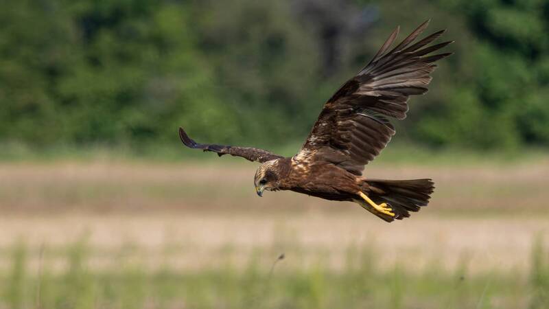 болотный лунь, лунь, circus aeruginosus, circus, western marsh harrier, harrier, wildlife, nature, bird, birdwatching, field, поле, природа, птица, птицы калининградской области Охота фото превью
