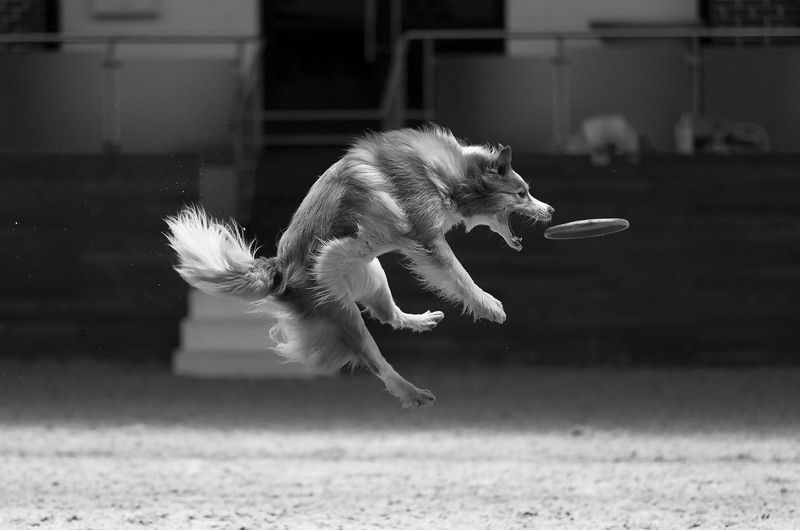соревнования, сорт, репортаж, прыжок, движение, sport, dog, jump, movement, competition Момент захвата фото превью