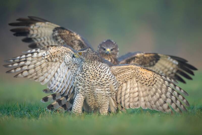 goshawk, northern goshawk, accipiter gentilis, common buzzard, buzzard, buteo buteo, bird of prey, raptor, birds of prey, wildlife, wildlife photography, bird photography, predator, avian predator, territorial behavior, confrontation, interaction, wildlif Clash of Predators фото превью