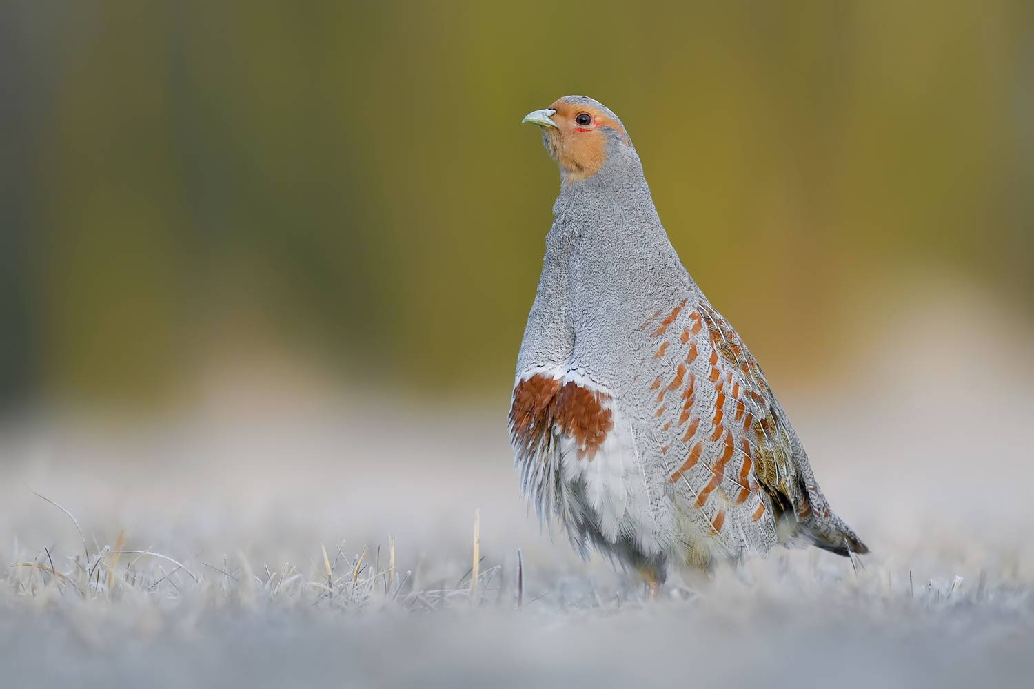 grey partridge, gray partridge, perdix perdix, partridge, wild bird, bird, wildlife, wildlife photography, bird photography, farmland bird, game bird, winter, frost, frosty meadow, bird portrait, nature, natural habitat, european wildlife, avian, grasslan, Kwasek Damian