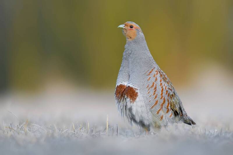 grey partridge, gray partridge, perdix perdix, partridge, wild bird, bird, wildlife, wildlife photography, bird photography, farmland bird, game bird, winter, frost, frosty meadow, bird portrait, nature, natural habitat, european wildlife, avian, grasslan Winter Gentleman фото превью