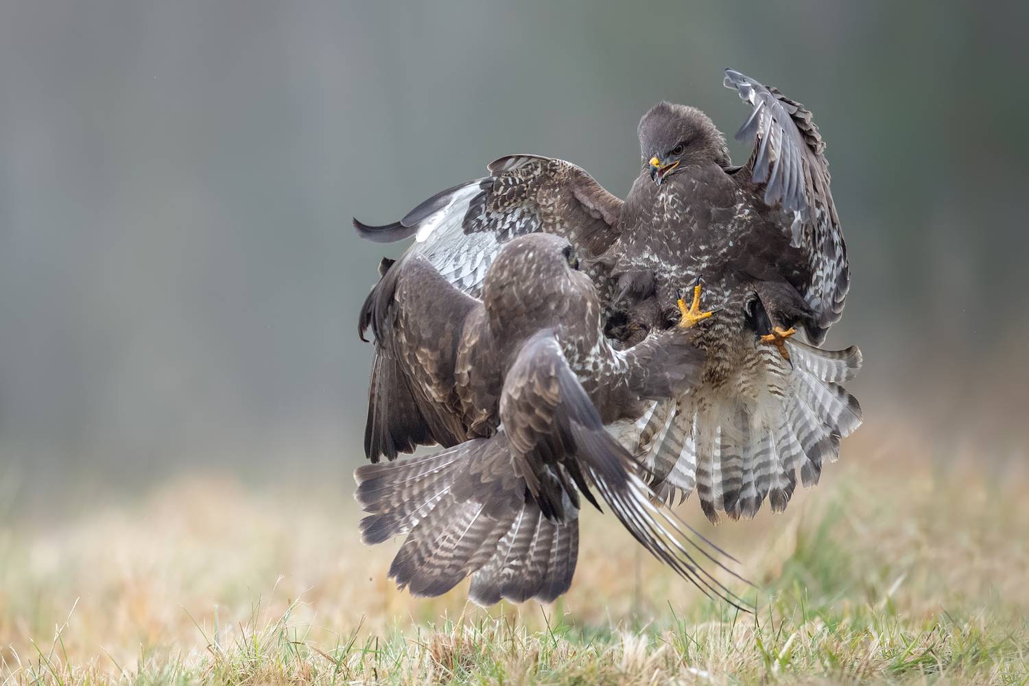 common buzzard, buzzard, buteo buteo, bird of prey, raptor, wildlife, wildlife photography, bird photography, action, action shot, aerial fight, territorial behavior, bird conflict, interaction, competition, dominance, aggressive behavior, flying birds, w, Kwasek Damian