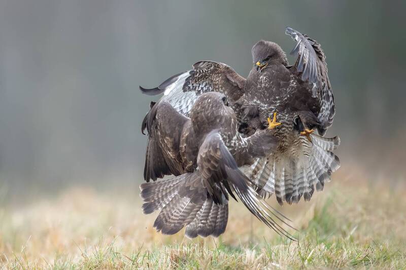 Clash of Rivals
