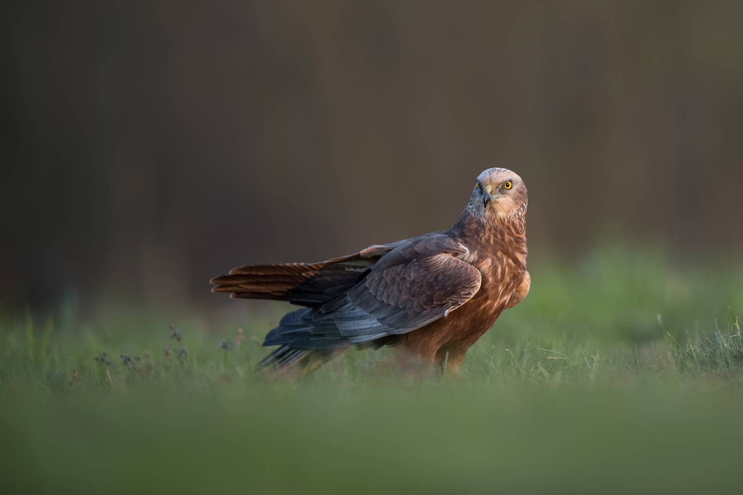 western marsh harrier, marsh harrier, circus aeruginosus, bird of prey, raptor, wildlife, wildlife photography, bird photography, predator, hunting bird, wetland bird, nature, natural habitat, avian, wild bird, european wildlife, grassland, low angle, eye, Kwasek Damian