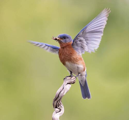 Eastern Bluebird, male - Восточная сиалия самец с трапезой