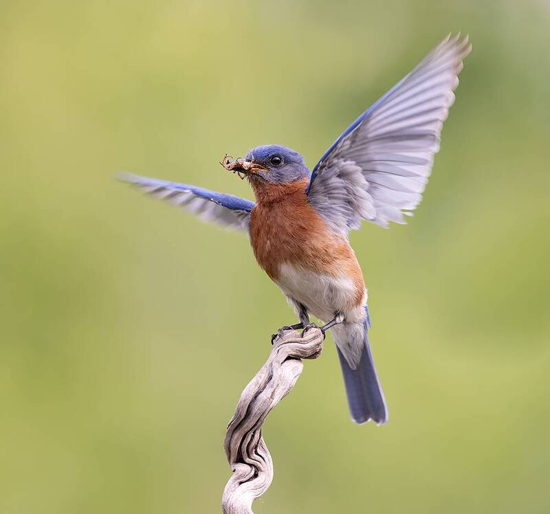 eastern bluebird, восточная сиалия, bluebird, wild, birds, spring, птицы, весна Eastern Bluebird, male - Восточная сиалия самец с трапезой фото превью