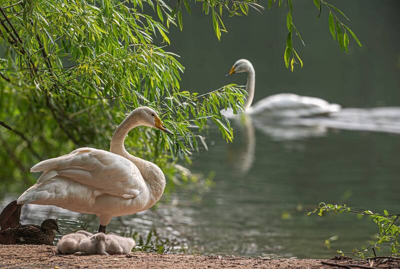 Лебеди фото превью