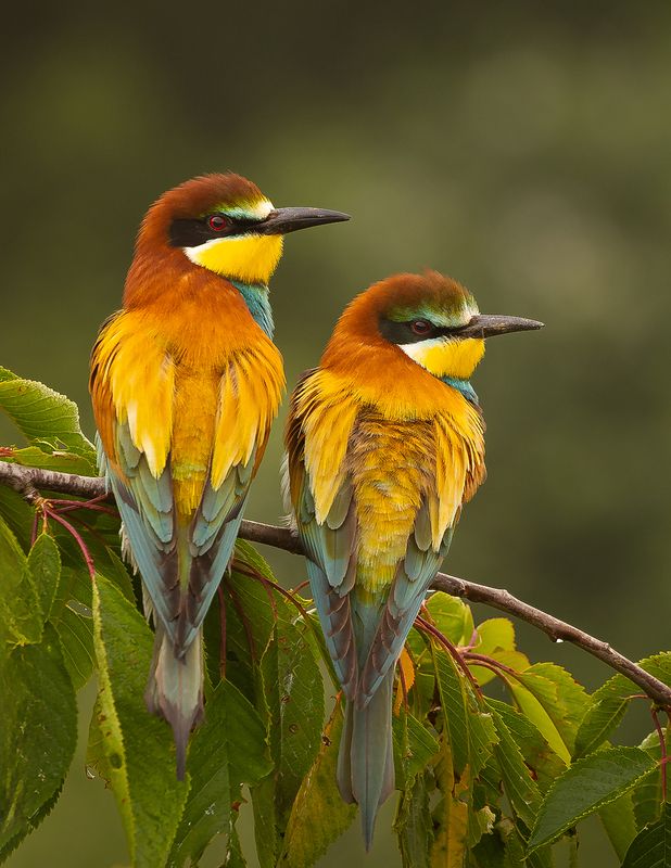 Bee-eater фото превью