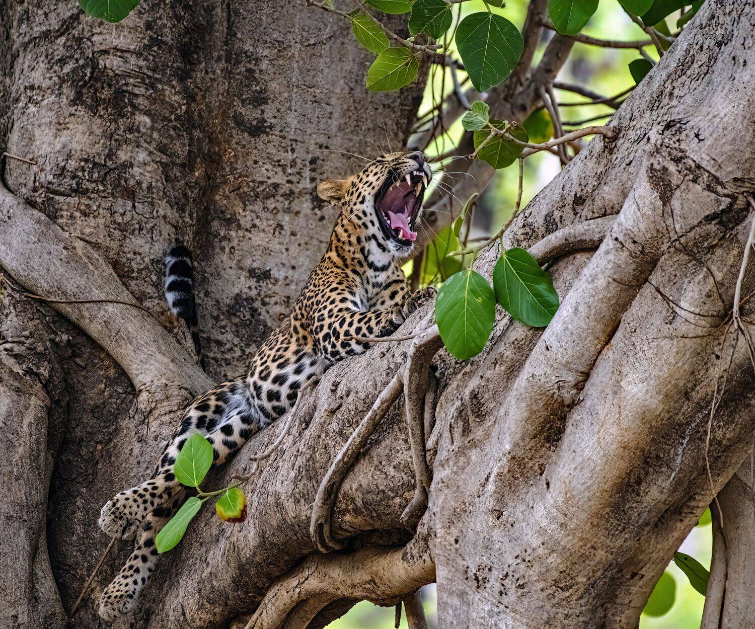 wildlife, leopard, India, Subir Ghosh