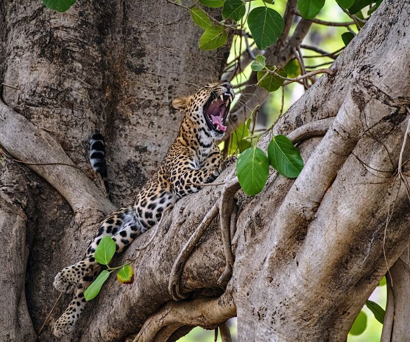 wildlife, leopard, India Leopard in a sleepy mood фото превью