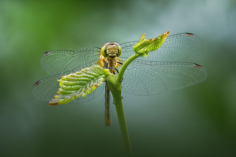 dragonfly, summer, wild, nature, macro Keeper of vines фото превью