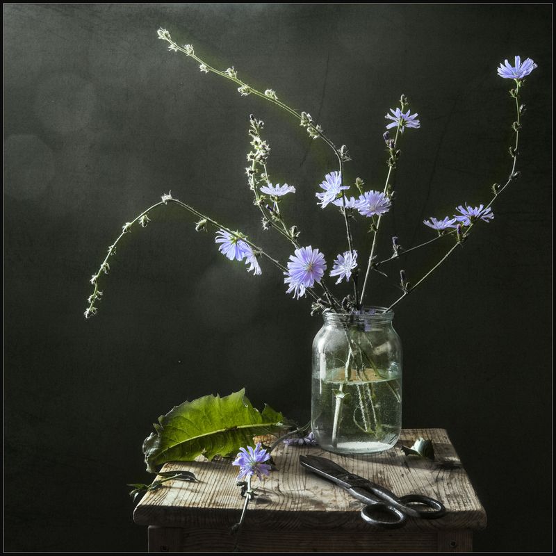 Cichorium intybus фото превью