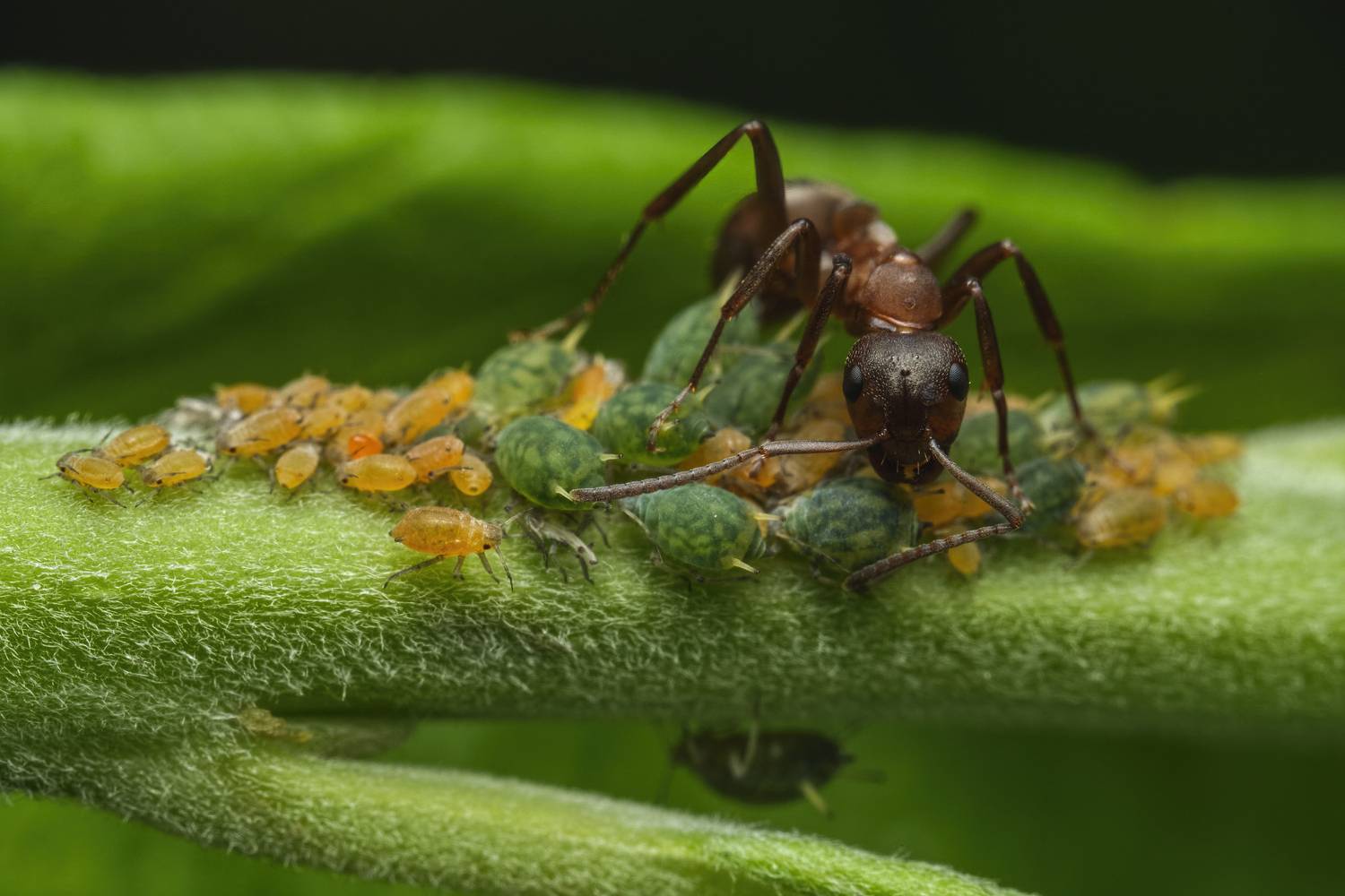 Ant and aphids. Автор: Eimar Kull , Eimar Kull