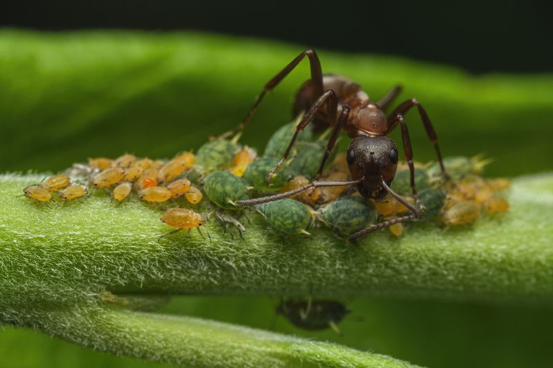 Ant and aphids фото превью