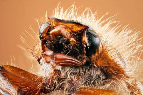 Summer chafer