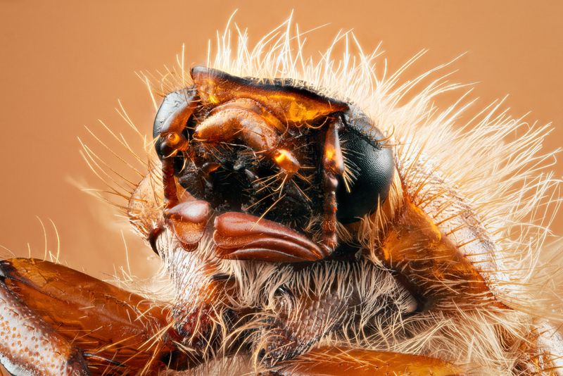 bug, macro, ultramacro, summerchafer, insect, closeup, macrophotography Summer chafer фото превью