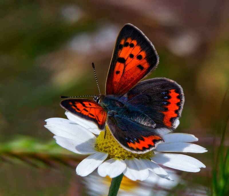 *-* фото превью