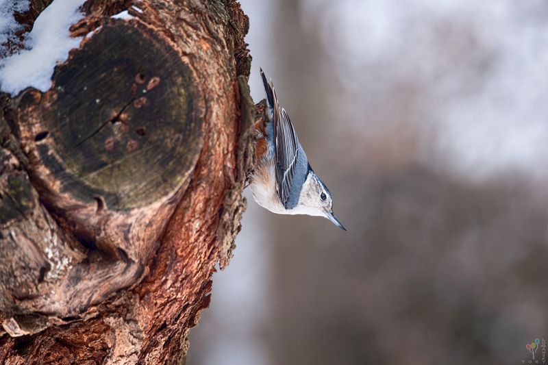 Nuthatch фото превью