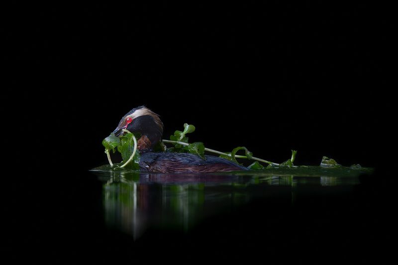 Птицы, фотоохота, birdwatching, поганка, красношейная поганка, водоросли На чёрном бархате вод фото превью