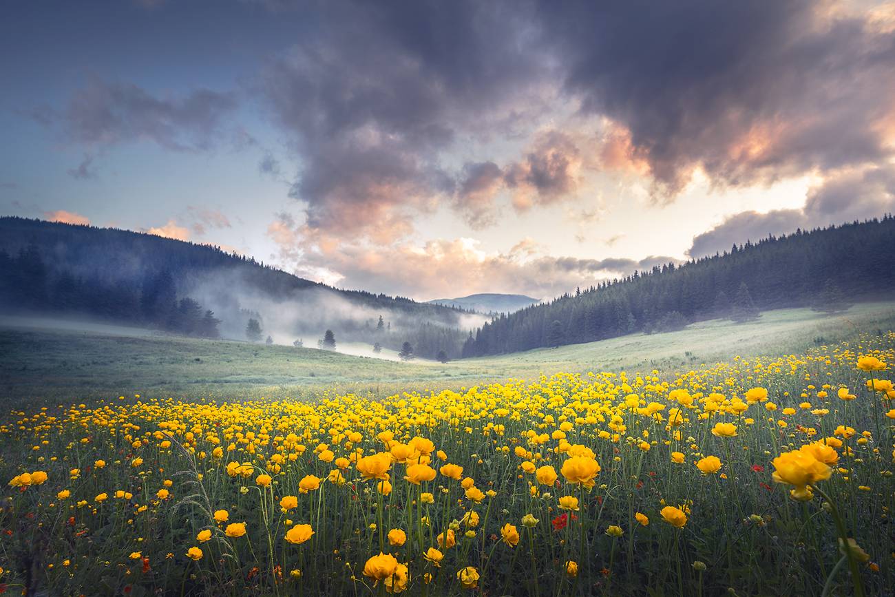landscape, nature, morning, wildflowers, clouds, scenery, Александър Александров