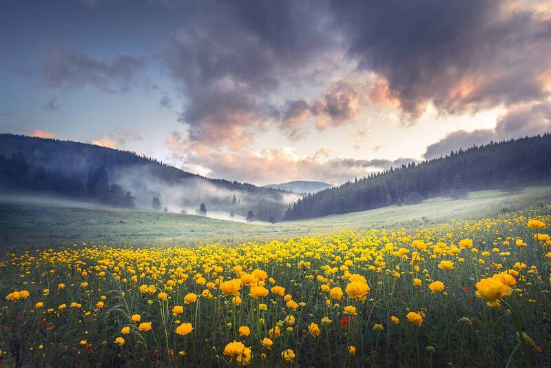 landscape, nature, morning, wildflowers, clouds, scenery June morning / Июньское утро фото превью